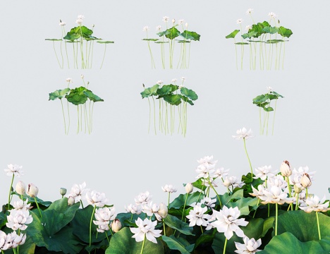 Modern Lotus Lotus Flower Furong Han Fu Qi Shui Zhi Shui Yun Shui Zezhi Fen Tuo Li Hua Shui Dan Cao