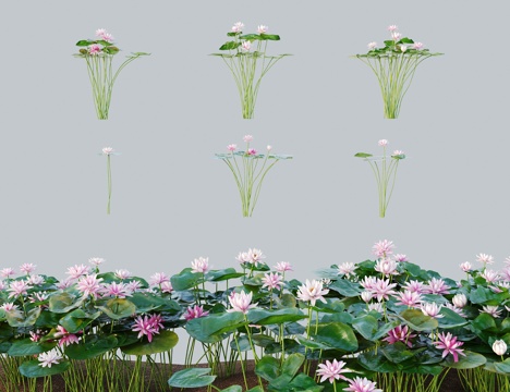 Modern grass shrub water lily water lily lotus lotus flower orchid water lily meridian lotus Dutch lily cress flower