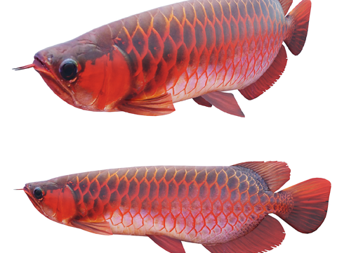 Asian Dragon Fish Red Dragon Fish