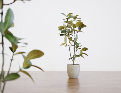Pot_plant combination_green plant