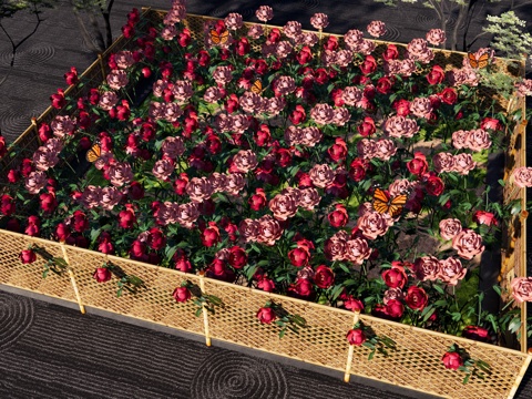 Modern Rose Flower Field Rose Planting Rose Bamboo Fence Flower Field Planting