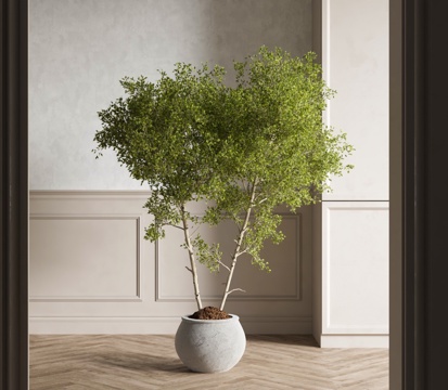 potted plant green plant potted plant