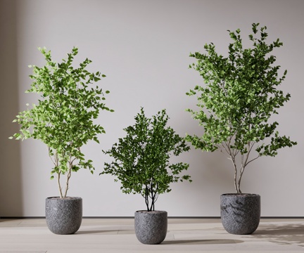 plant potted plant green plant potted plant