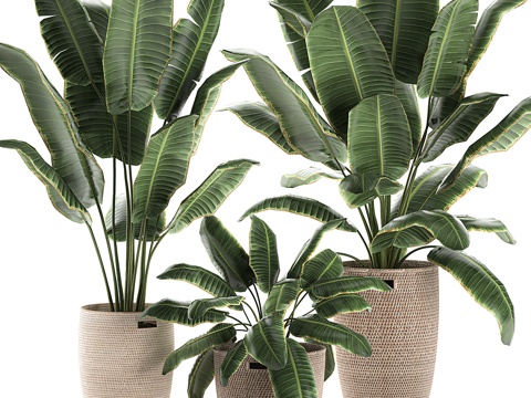 green plant potted plant