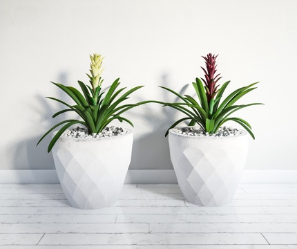 modern plants potted plants bonsai indoor green plants