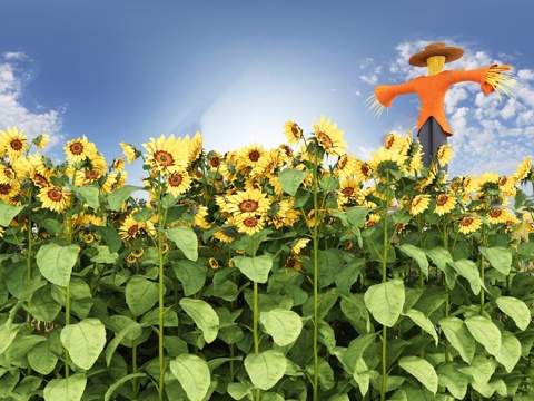 Modern Sunflower Flower Field