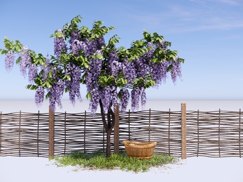 wisteria string carya willow flowering plant landscape tree landscaping tree climbing plant bamboo fence