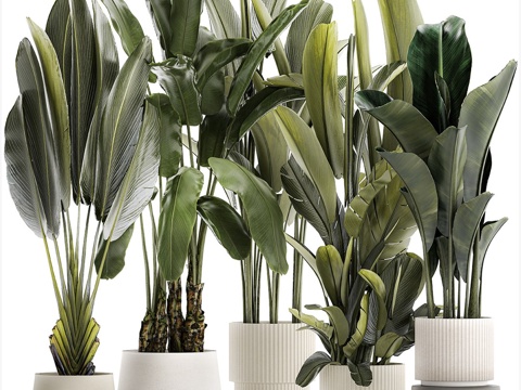 green plant potted plant