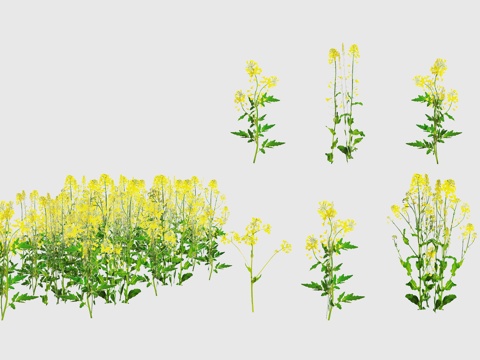 2D Rape Flower Aerial View of Rape Flower Material Vision 2D Rape Flower Field Ornamental Oil