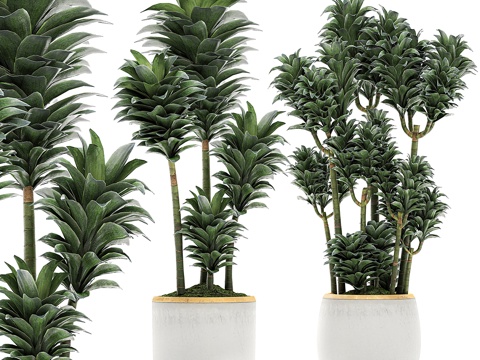 green plant potted plant