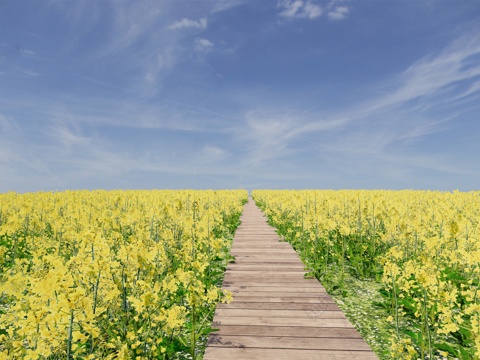 Modern flowers and plants Rape flowers Vegetable field Flower sea landscape Plant agriculture Manor landscape