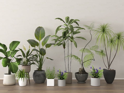 potted plant bonsai plant green plant