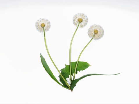 Dandelion