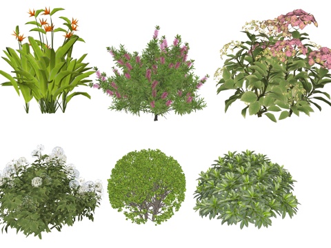 Modern Plant Flower Combinations