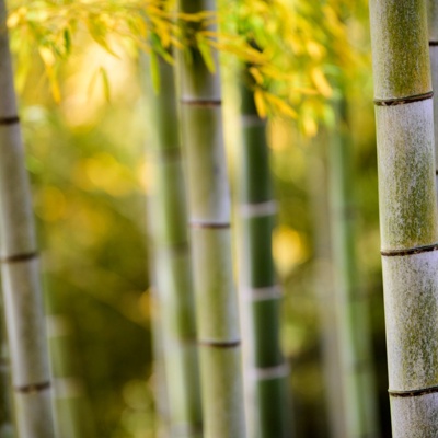 Bamboo forest landscape wallpaper