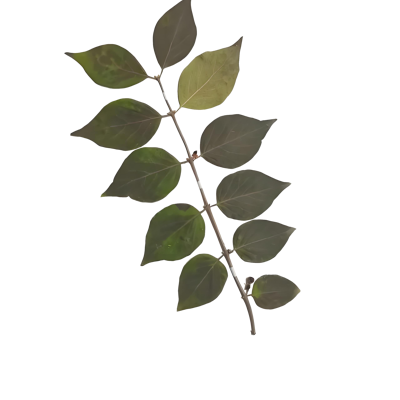 Specimen of plant leaves and flowers