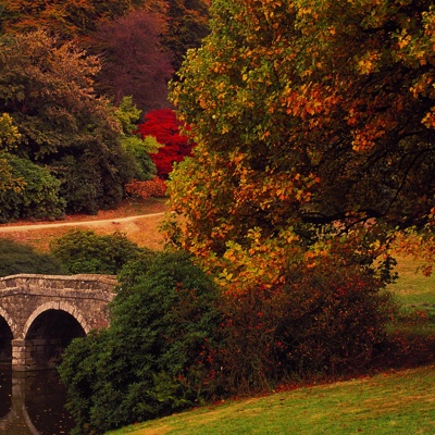 Autumn Forest Scenery