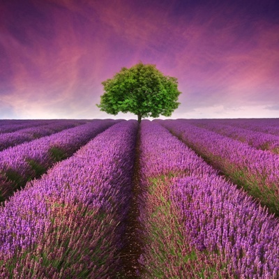 lavender flower field