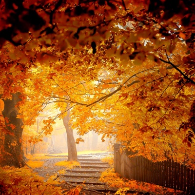 Autumn Forest Scenery