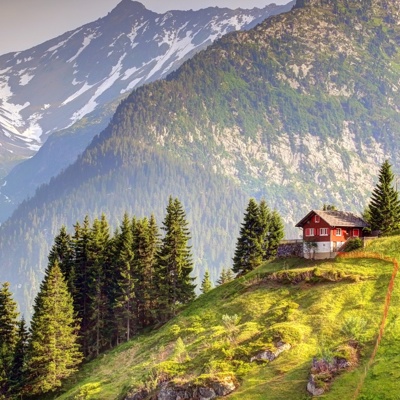 Alpine Forest Scenery