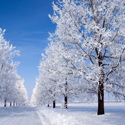 Forest snow in winter