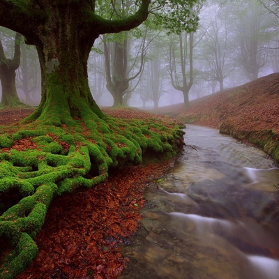 Forest tree exterior