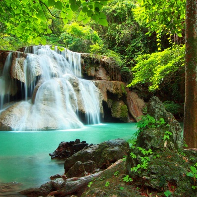 Forest Waterfall Scenery