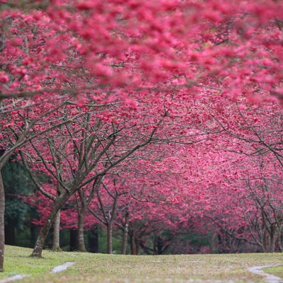 Cherry Blossom Landscape in the Forest