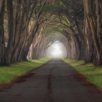 Forest tree landscape