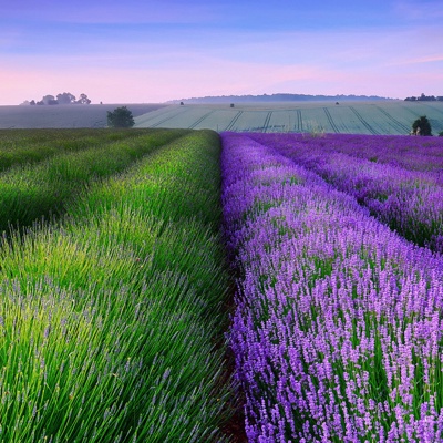 Lavender Landscape