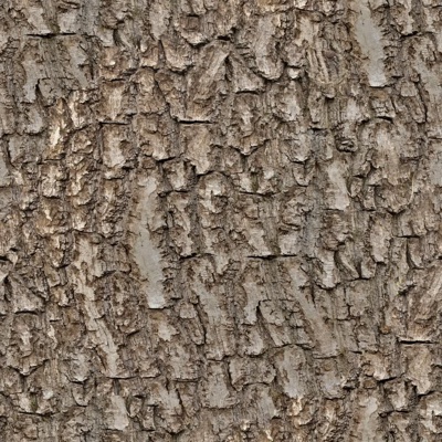 Seamless cracked dried bark texture