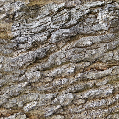 Seamless cracked dried bark texture