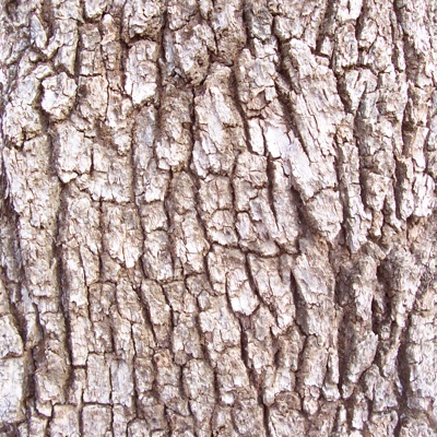 Seamless cracked dry bark trunk texture