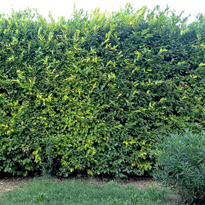 Seamless Buckle-Free Landscape Shrub Plant Tree Fence Wall