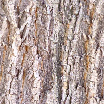 Seamless cracked dry bark trunk texture