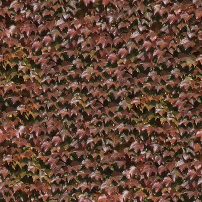 Seamless Red Landscape Creeper Shrub Plant Tree Fence Wall