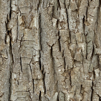 bark