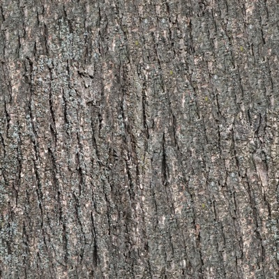 bark