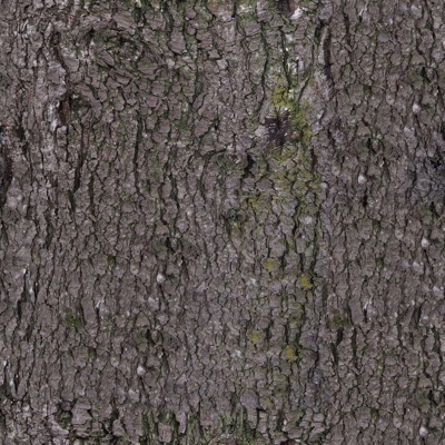 bark