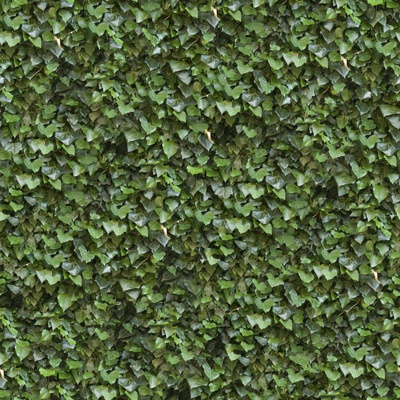 Seamless Green Landscape Parthenocissus Grass Shrub Plant Tree Fence Wall