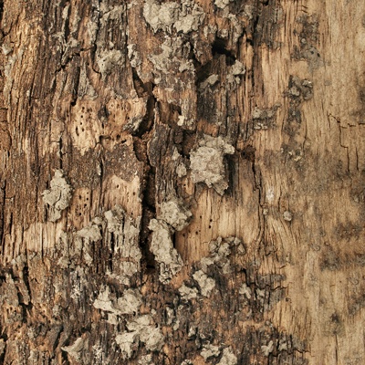 Seamless cracked dried bark texture