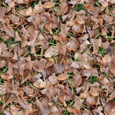 Seamless yellow dead branches and deciduous leaves turf grass lawn road ground