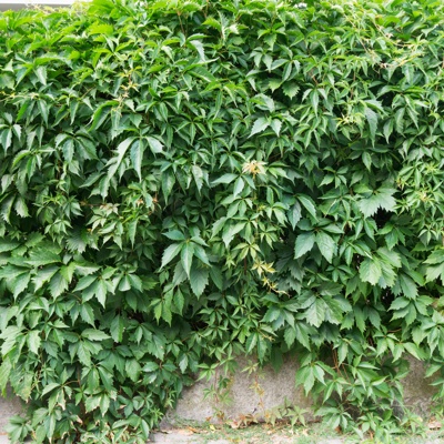 Green climbing wall plant