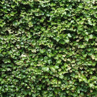 Green climbing wall plant