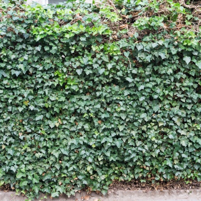 Green climbing wall plant