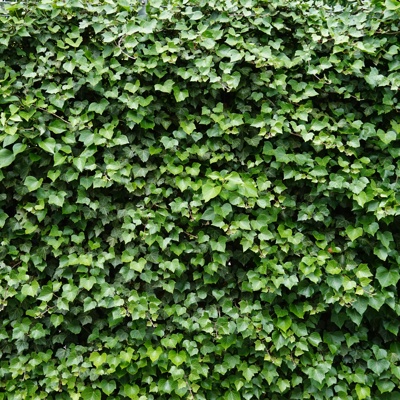 Green climbing wall plant