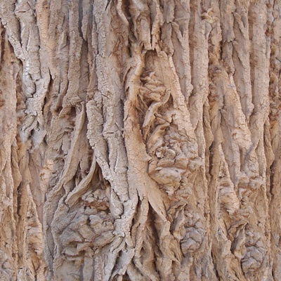 Seamless cracked dry bark trunk texture