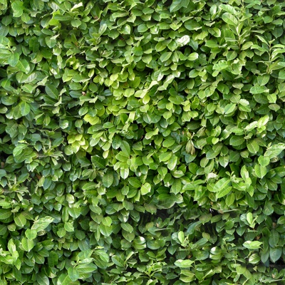 Seamless Green Landscape Grassland Shrub Plant Tree Fence Wall