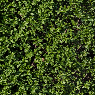 Seamless Green Landscape Grassland Shrub Plant Tree Fence Wall