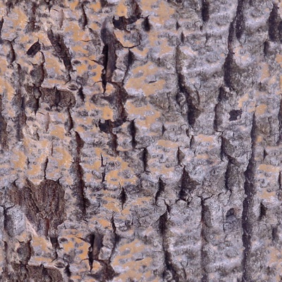 Seamless cracked dry bark trunk texture